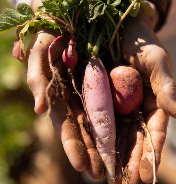 1655918946-radishes_700x733